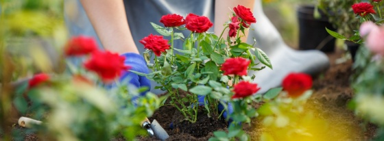 Gartenpflege im Sommer