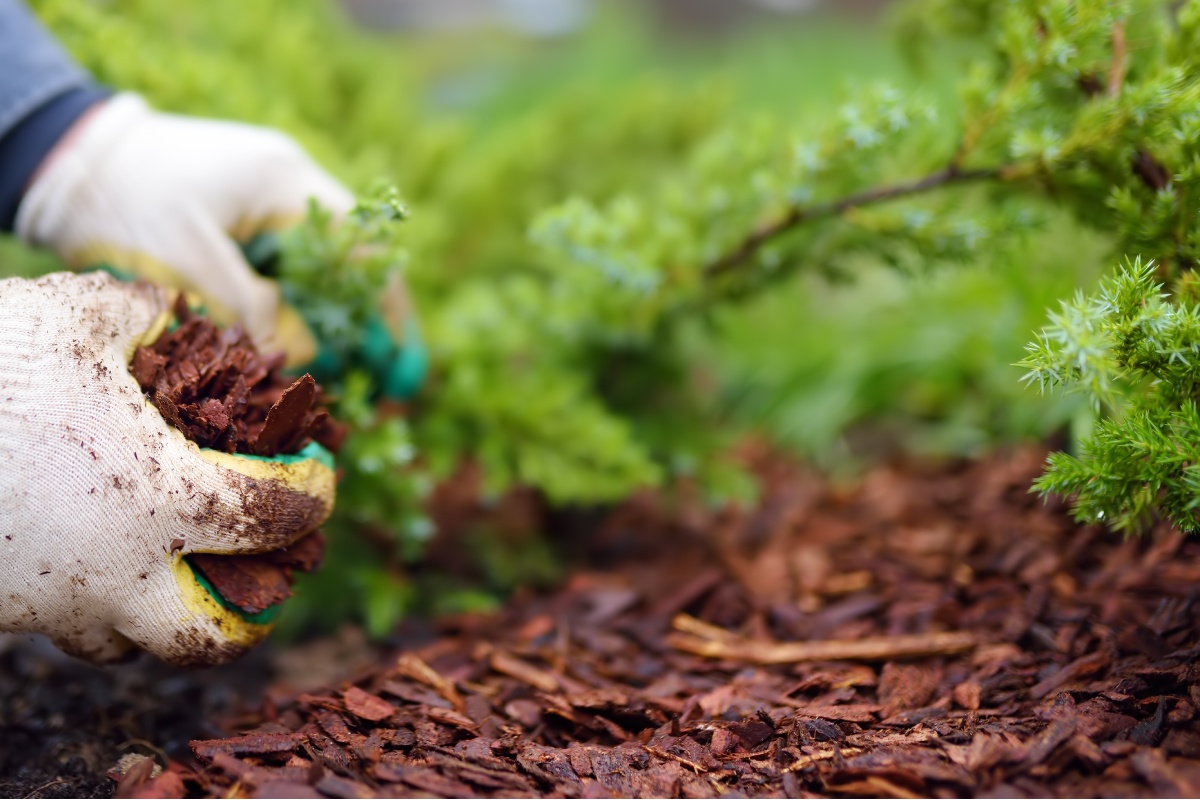 Gartenpflege im Sommer - Rindenmulch