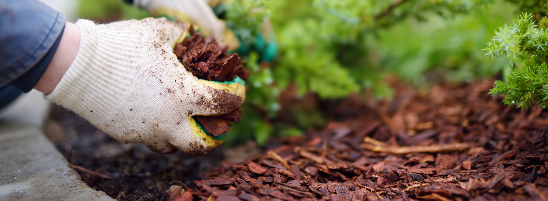 Rindenmulch im Garten - dekorativ und nützlich