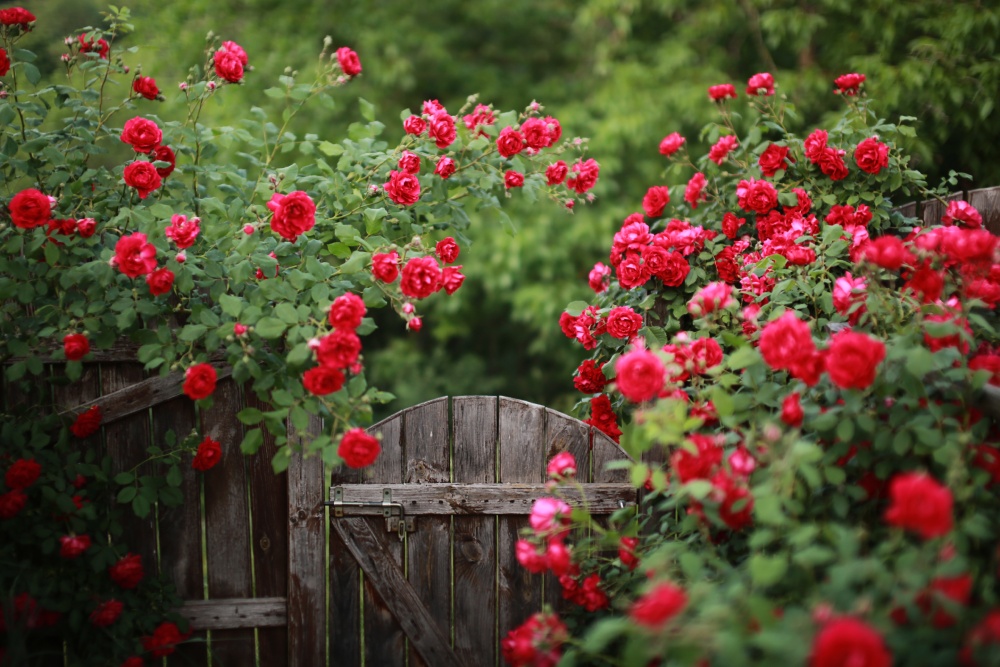 Rosenbeet Design